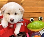 Small Photo #1 Shiba Inu Puppy For Sale in DALY CITY, CA, USA
