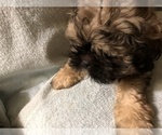 Small Photo #4 Shih Tzu Puppy For Sale in NAYLOR, GA, USA