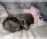 Small Photo #36 French Bulldog Puppy For Sale in MIMS, FL, USA