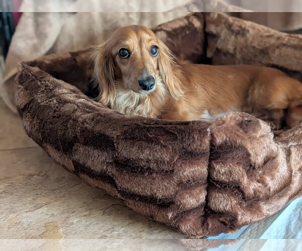 Medium Photo #1 Dachshund Puppy For Sale in Sioux Falls, SD, USA
