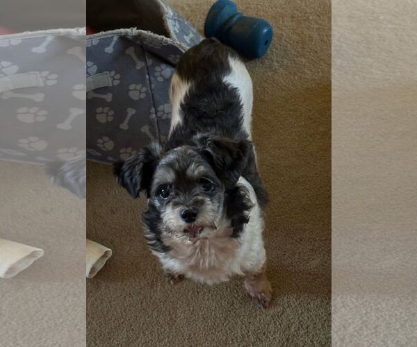 Medium Photo #4 Shih Tzu-Unknown Mix Puppy For Sale in Hedgesville, WV, USA
