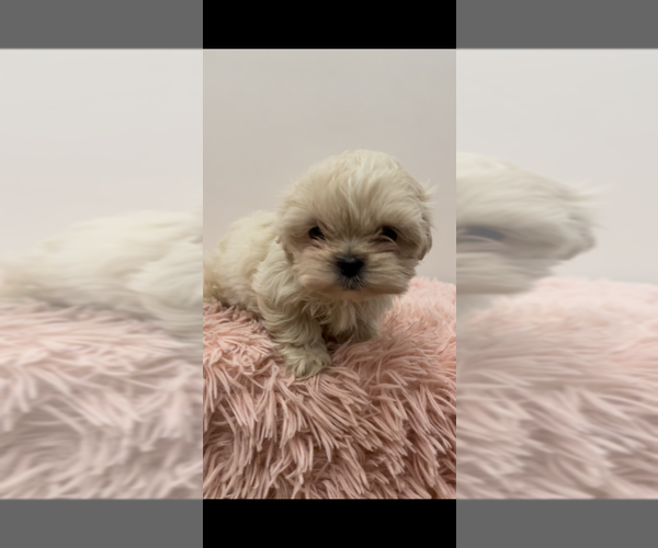 Medium Photo #1 ShihPoo Puppy For Sale in MCKINNEY, TX, USA