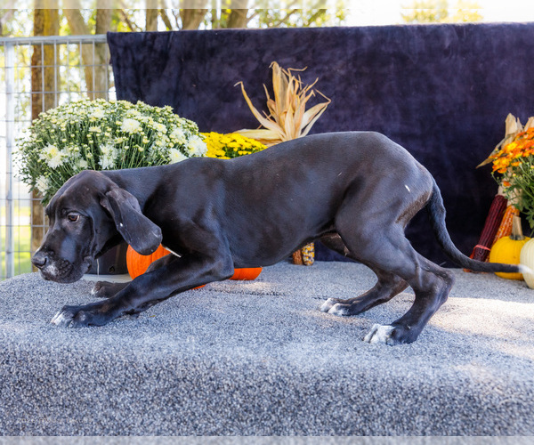 Medium Photo #62 Great Dane Puppy For Sale in WAKARUSA, IN, USA