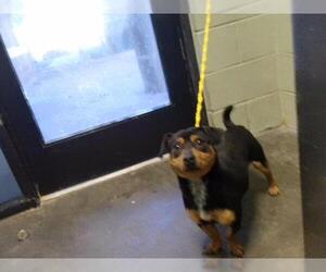 Dachshund-Unknown Mix Dogs for adoption in Tulsa, OK, USA