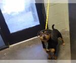 Small Dachshund Mix