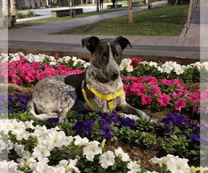 Canaan Dog Dogs for adoption in Rockville, MD, USA