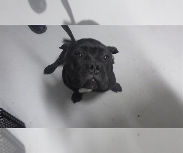 Medium Photo #1 American Pit Bull Terrier-Unknown Mix Puppy For Sale in Augusta, GA, USA