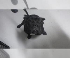 American Pit Bull Terrier-Unknown Mix Dogs for adoption in Augusta, GA, USA