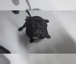 Small American Pit Bull Terrier Mix
