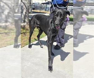 Great Dane-Unknown Mix Dogs for adoption in Downey, CA, USA