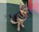 Small #10 German Shepherd Dog Mix