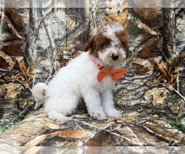 Medium Photo #7 Poodle (Miniature) Puppy For Sale in LAKELAND, FL, USA