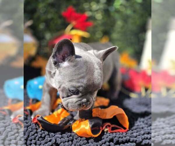Medium Photo #4 French Bulldog Puppy For Sale in BOSTON, KY, USA