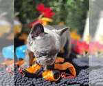 Tuck - Male French Bulldog Puppy for Sale - Photo #4