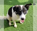 Small #10 Border Collie