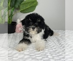 Small #1 Bernedoodle (Miniature)