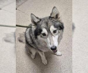 Siberian Husky Dogs for adoption in Bakersfield, CA, USA