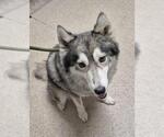 Small Siberian Husky