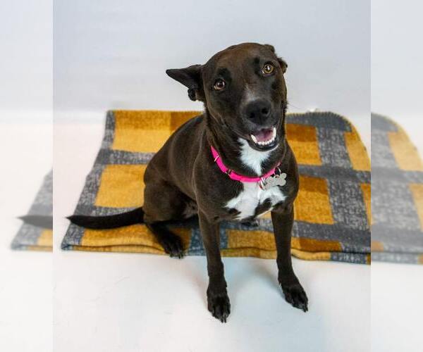 Medium Photo #3 Labrador Retriever-Unknown Mix Puppy For Sale in Kennesaw, GA, USA