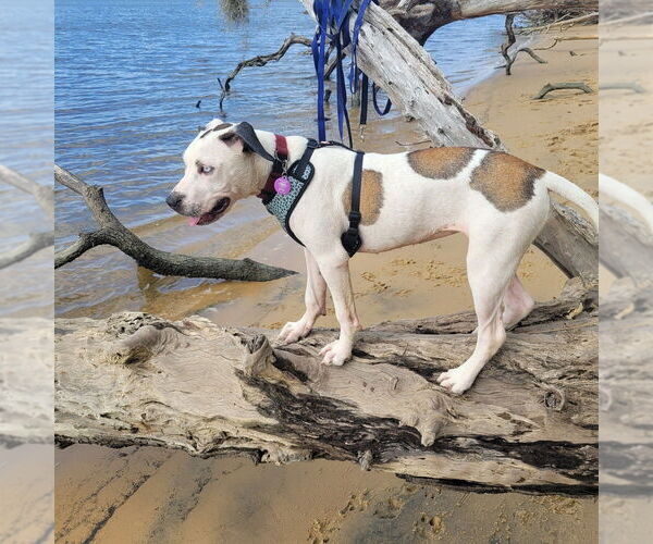 Medium Photo #4 Mutt Puppy For Sale in St. Augustine, FL, USA