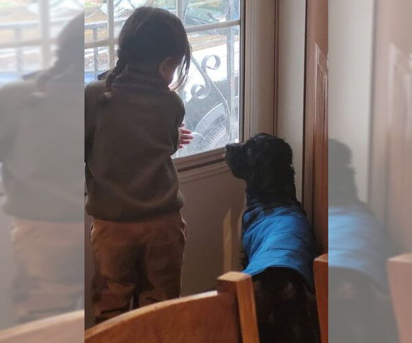 Medium Photo #3 Colonial Cocker Spaniel-Unknown Mix Puppy For Sale in Rochester, NY, USA