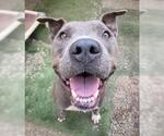 Small #4 American Pit Bull Terrier Mix