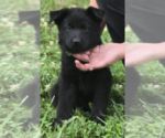 Puppy Teal German Shepherd Dog
