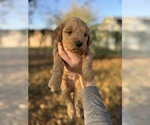 Small #3 Goldendoodle (Miniature)