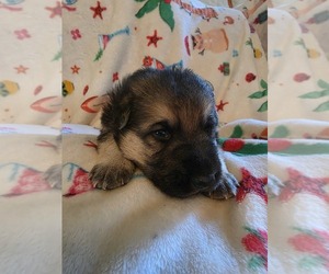 German Shepherd Dog Puppy for sale in LAKE CITY, FL, USA