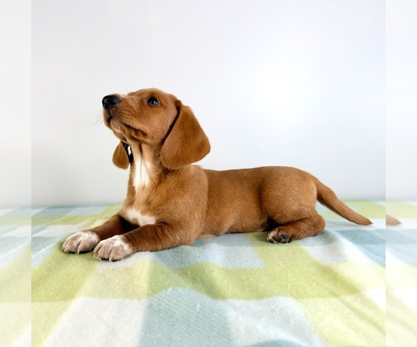 Medium Photo #2 Dorgi Puppy For Sale in GREENFIELD, IN, USA