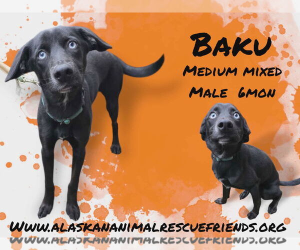 Medium Photo #3 Aussiedor Puppy For Sale in Anchorage, AK, USA