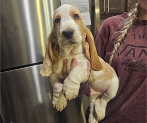 Basset Hound Puppy for sale in CITY OF SPOKANE VALLEY, WA, USA
