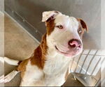 Small #3 American Pit Bull Terrier-Labrador Retriever Mix