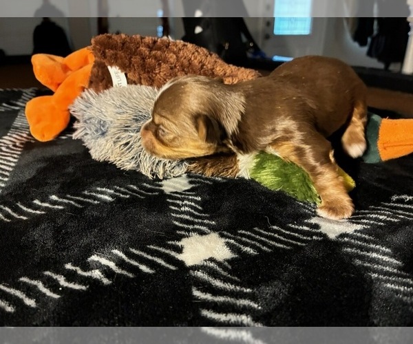 Medium Photo #3 Yorkshire Terrier Puppy For Sale in SCHERTZ, TX, USA