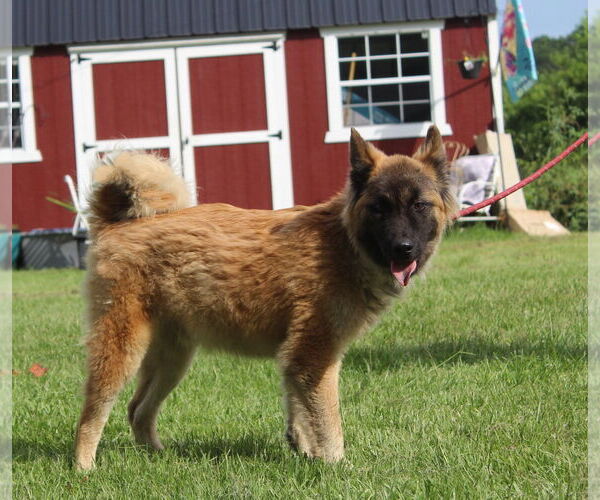 Medium Photo #5 Chow Chow-German Shepherd Dog Mix Puppy For Sale in Holly Hill, SC, USA
