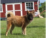 Small #4 Chow Chow-German Shepherd Dog Mix