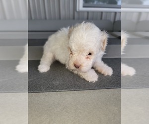 Poodle (Miniature) Puppy for sale in HURSHTOWN, IN, USA