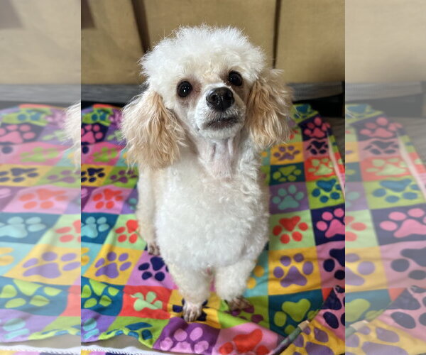 Medium Photo #5 Poodle (Toy) Puppy For Sale in Pacolet, SC, USA