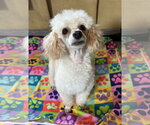 Small #4 Poodle (Toy)