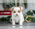 Small Photo #9 Chihuahua Puppy For Sale in DUNDEE, OH, USA