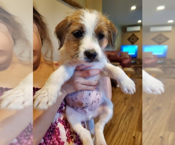 Medium Photo #11 Jack Russell Terrier Puppy For Sale in IDAHO FALLS, ID, USA