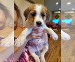 Small Photo #11 Jack Russell Terrier Puppy For Sale in IDAHO FALLS, ID, USA