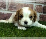 Small #2 Cavalier King Charles Spaniel