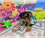 Small #4 Morkie