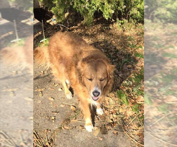 Medium Photo #1 Golden Retriever-Unknown Mix Puppy For Sale in Ogden, UT, USA