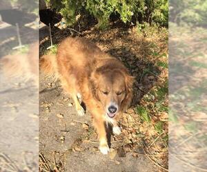 Golden Retriever-Unknown Mix Dogs for adoption in Ogden, UT, USA