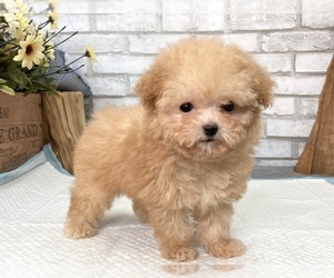 Poodle (Toy) Puppy for sale in CHICAGO, IL, USA