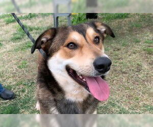 Australian Shepherd-Unknown Mix Dogs for adoption in Temple, TX, USA