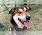 Small Australian Shepherd Mix