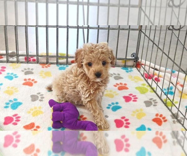 Medium Photo #6 Cavapoo (Miniature)-Poodle (Toy) Mix Puppy For Sale in ORO VALLEY, AZ, USA